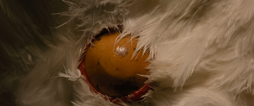Hen